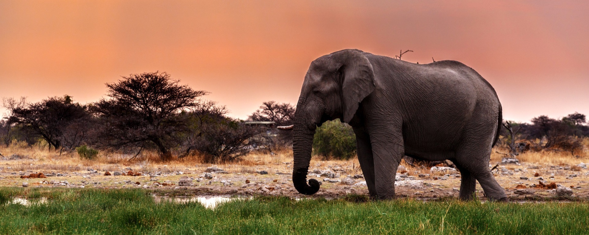Storslagna safaris: vilken passar just dig bäst?