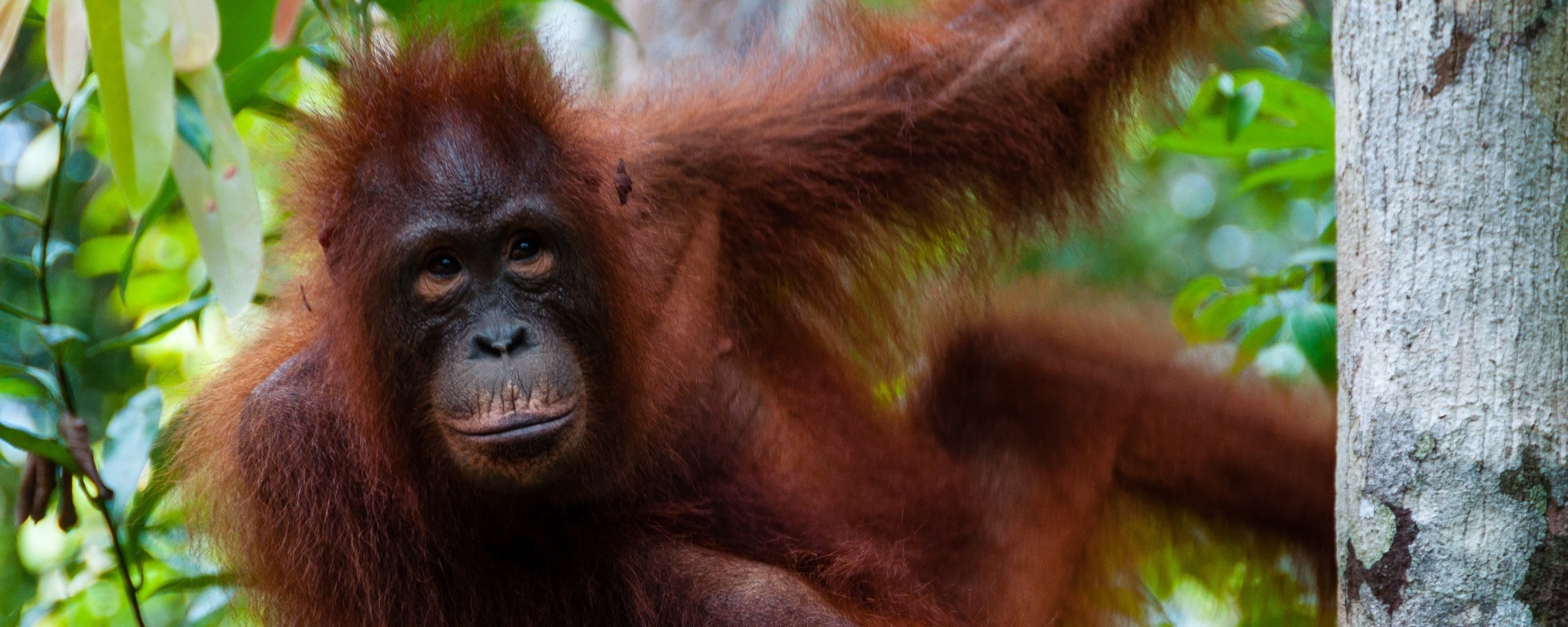 En resa genom Malaysia