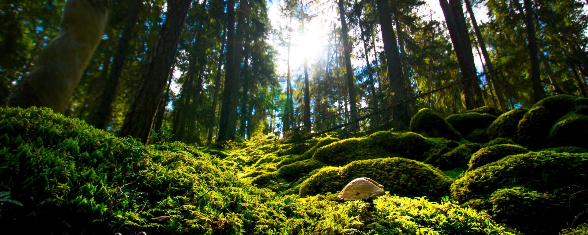 Mitt i den svenska naturen