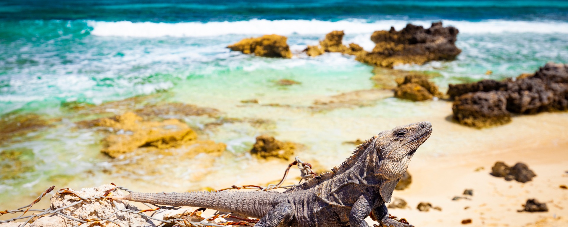 Den tropiska sidan av Mexiko: Yucatan-halvön